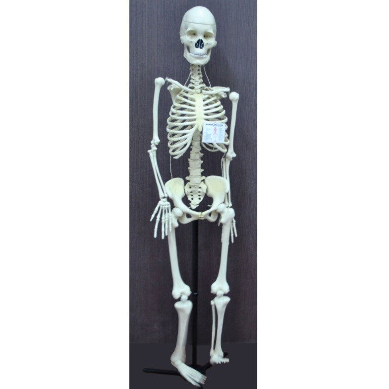 Human Skeleton Model, Economy Human Skeleton Model, Economy